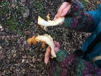 Cantharellus californicus image