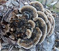 Trametes versicolor image