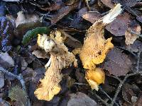 Cantharellus californicus image