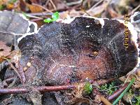 Trametes versicolor image