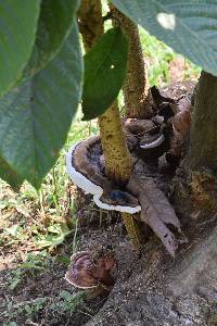 Ganoderma applanatum image