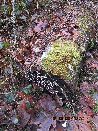 Trametes versicolor image