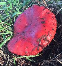 Russula sanguinaria image