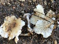 Clitocybe sclerotoidea image