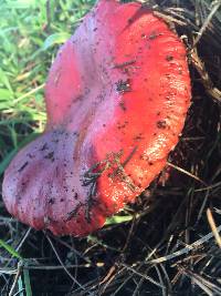 Russula sanguinaria image