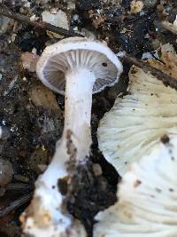 Clitocybe sclerotoidea image