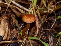 Tubaria furfuracea image