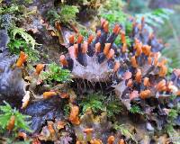 Peltigera membranacea image