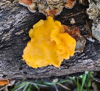 Tremella aurantia image