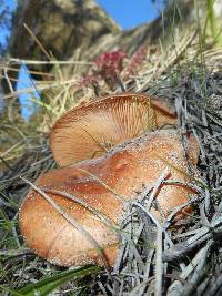 Lactarius xanthogalactus image