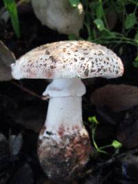 Amanita novinupta image