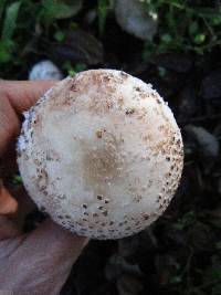 Amanita novinupta image