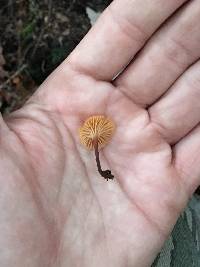 Xeromphalina campanella image