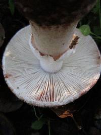 Amanita novinupta image