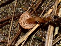 Tubaria furfuracea image