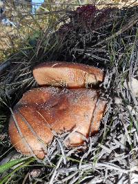 Lactarius xanthogalactus image