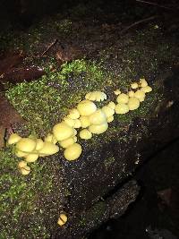 Hypholoma fasciculare image