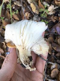 Hygrophorus roseobrunneus image