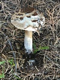 Chlorophyllum brunneum image