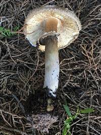 Chlorophyllum brunneum image