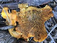 Omphalotus olivascens image