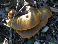 Omphalotus olivascens image