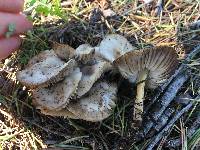 Marasmius albogriseus image