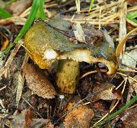 Lactarius turpis image