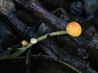 Mycena acicula image