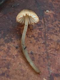 Mycena californiensis image