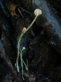 Mycena acicula image