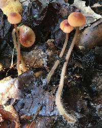 Mycena californiensis image