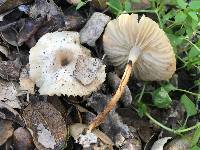 Marasmius albogriseus image