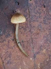 Mycena californiensis image