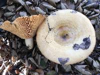 Lactarius alnicola image