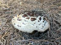 Chlorophyllum brunneum image