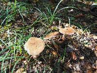 Amanita rubescens image