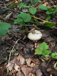 Amanita pantherina image