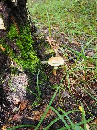 Amanita rubescens image