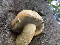 Agrocybe parasitica image