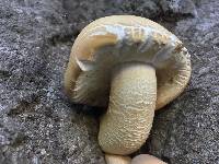 Agrocybe parasitica image