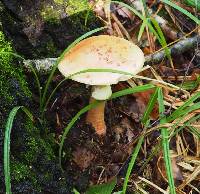 Amanita rubescens image