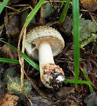 Amanita rubescens image