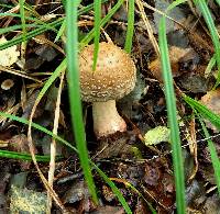 Amanita rubescens image