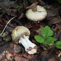 Amanita pantherina image