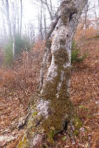 Lobaria pulmonaria image