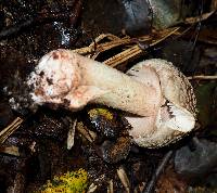 Amanita rubescens image