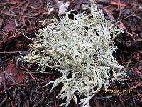 Evernia prunastri image
