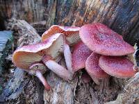 Gymnopilus thiersii image