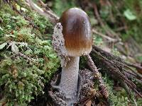 Amanita vaginata image